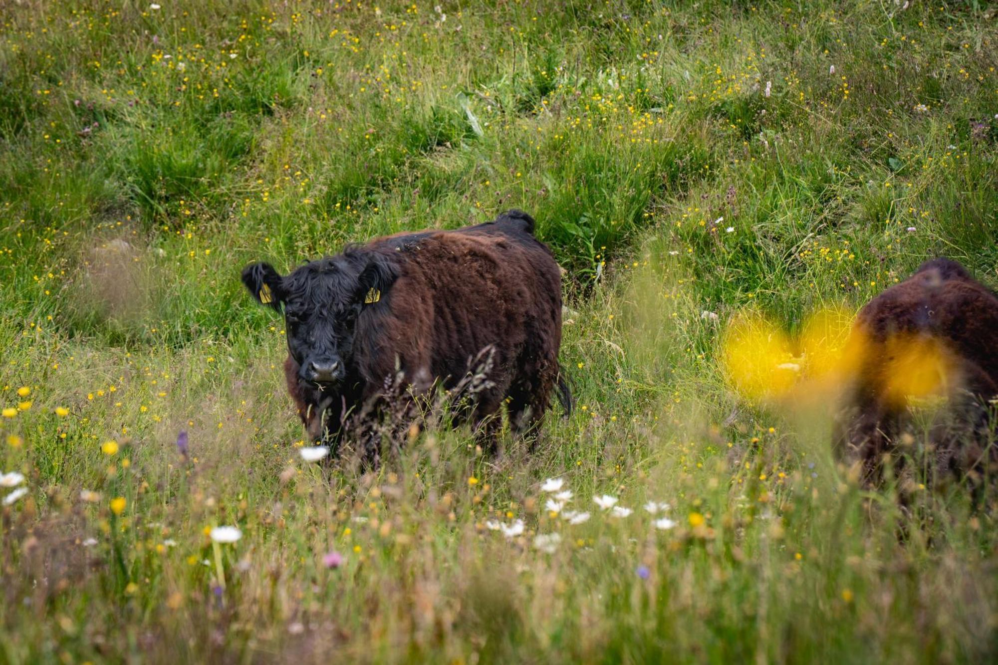 Naturlodge Gadestatt Bagian luar foto